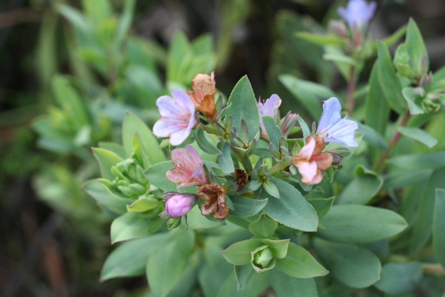 Lobostemon glaucophyllus