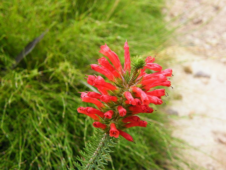 Red Heath