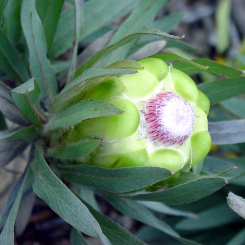 Protea coronata