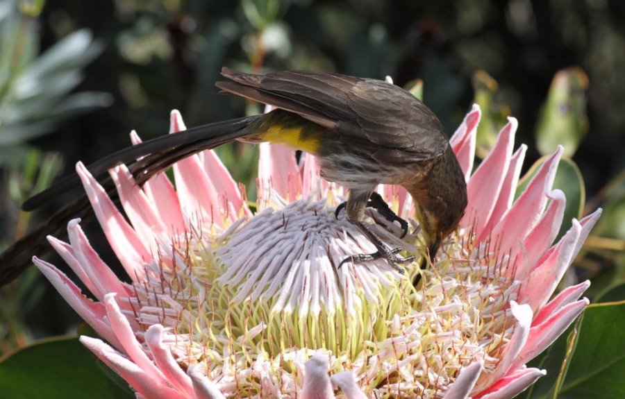 King Protea