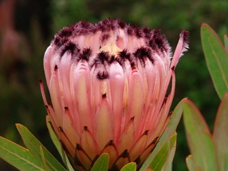 Oleander-leaf protea