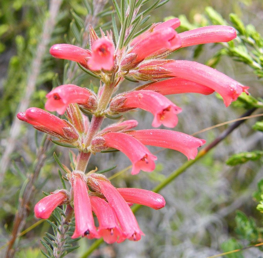 Water Heath