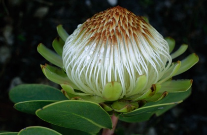 Protea nitida