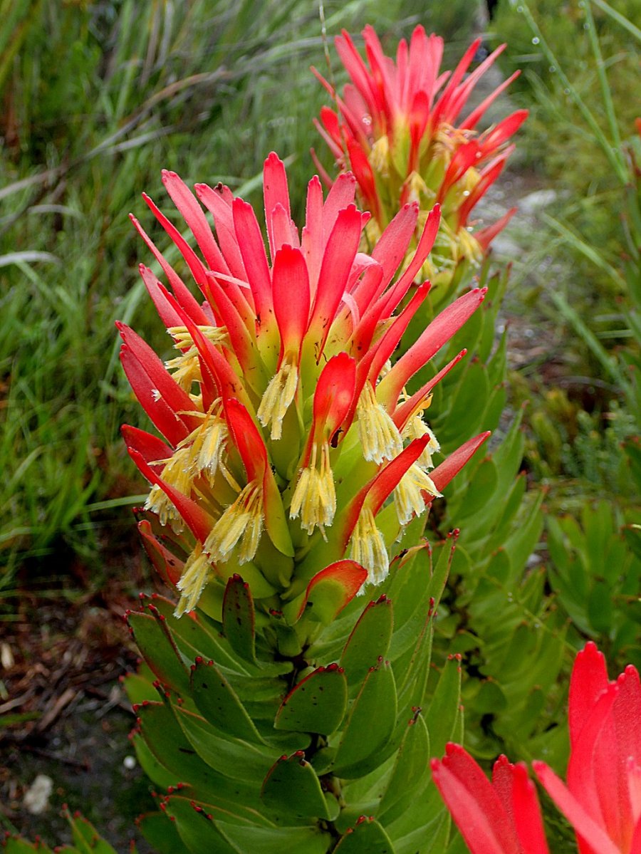 Red pagoda