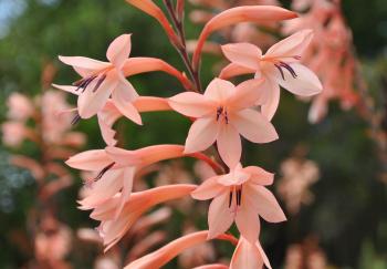 Watsonia tabularis