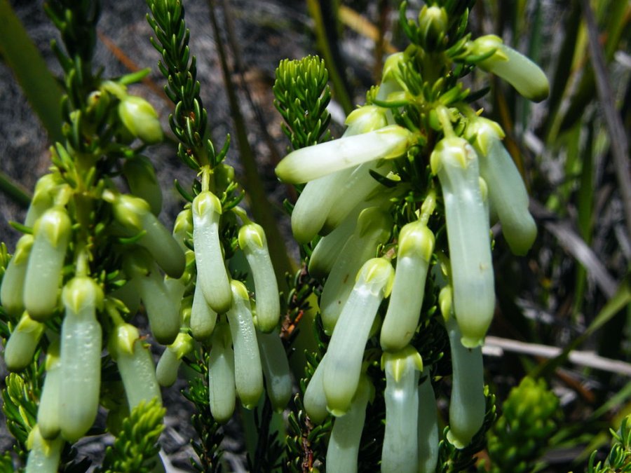 Green Heath