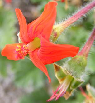 Pelargonium fulgidum