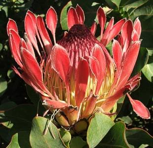 Protea eximia