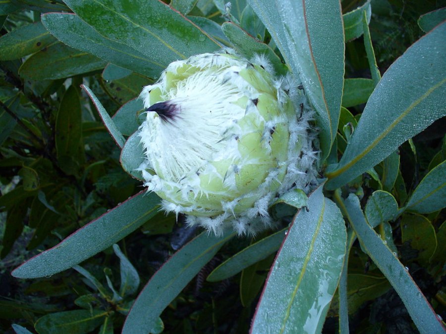 Queen protea