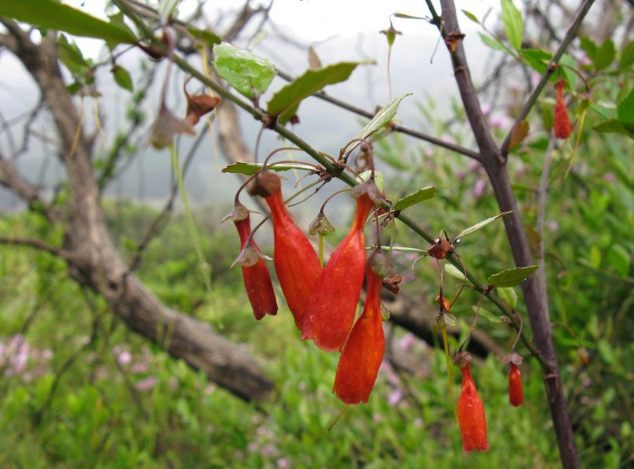 Rock tree-fuchsia