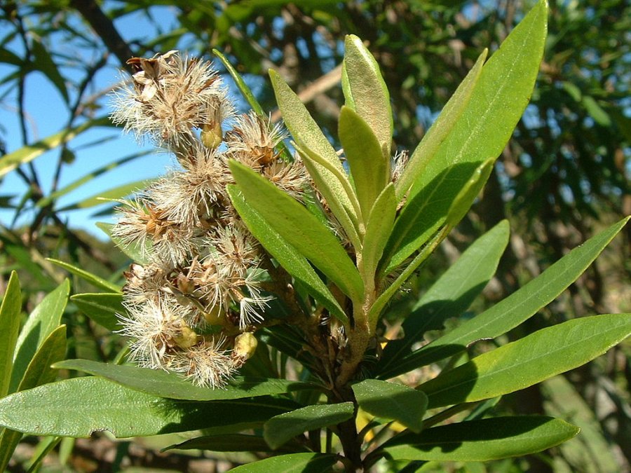 Cape Silver Oak