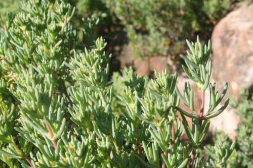 Lampranthus amoenus