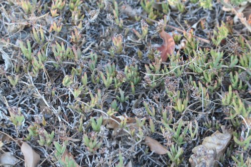 Lampranthus filicaulis