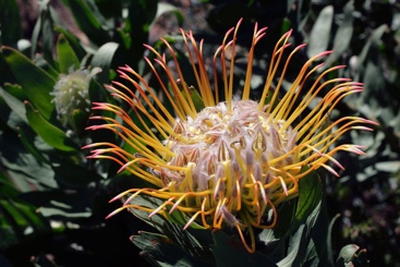 Leucospermum gueinzii